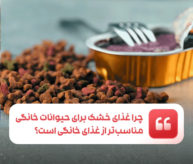 Why is dry food better for pets than homemade food?