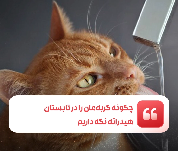 چگونه گربه‌مان را در تابستان هیدراته نگه داریم؟