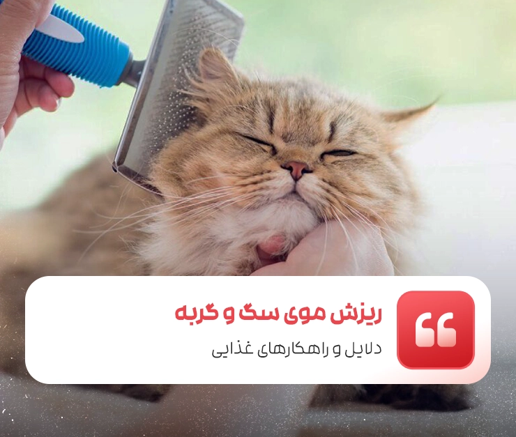 ریزش موی سگ و گربه