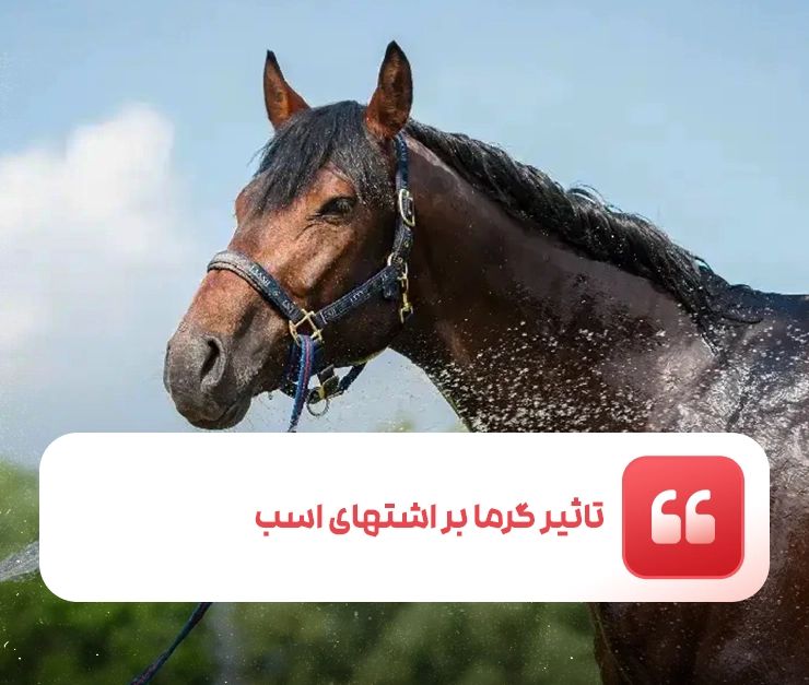 تاثیر گرما بر اشتهای اسب