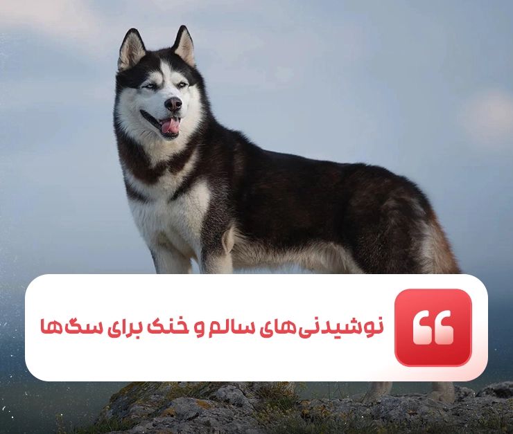نوشیدنی‌های سالم و خنک برای سگ‌ها